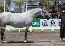 W CALIDAD PLC, DE R. MOLL, ORO Y MM EN YEGUAS DE 5 Y 6 A Y CAMPEONA DEL CONCURSO